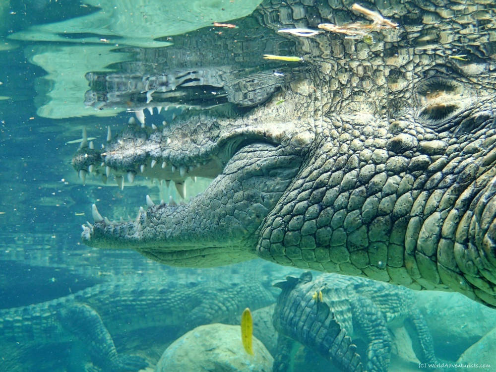 Cage Diving with Crocodiles in South Africa