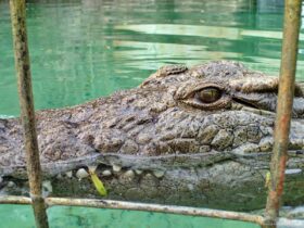 Cage Diving with Crocodiles