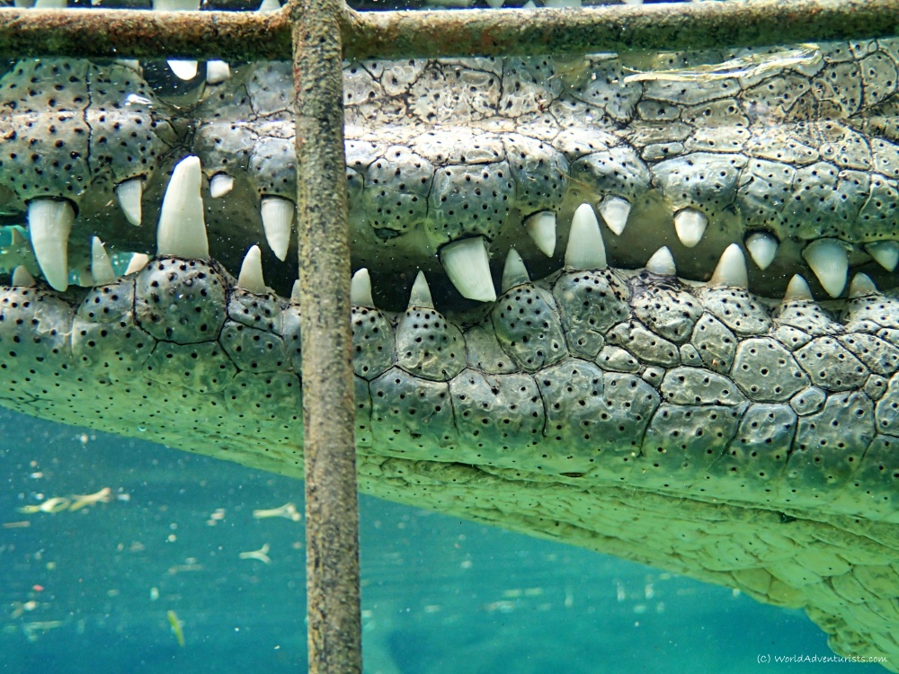 Crocodiles in South Africa