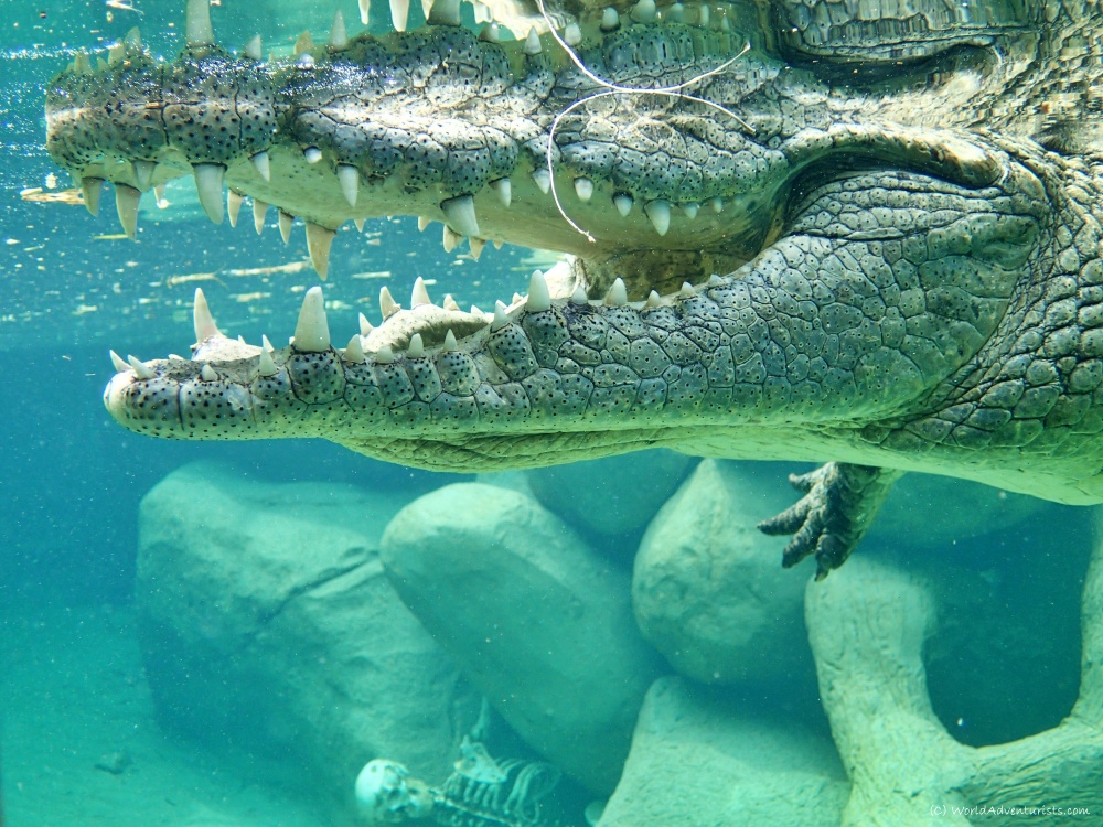  Crocodiles in South Africa