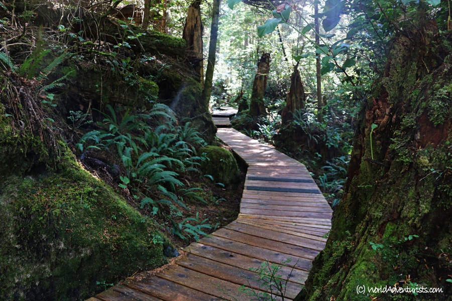 Rainforest walk to Hot Springs Cove