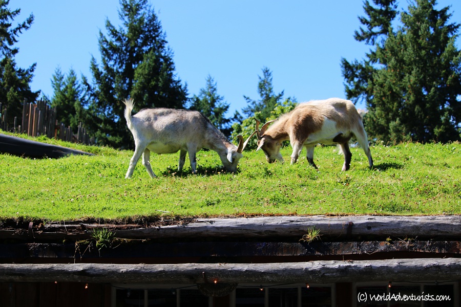 Goats On The Roof in Coombs