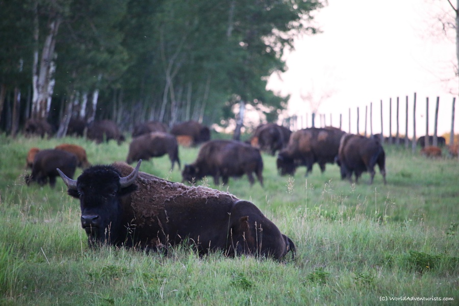 Elk Island National Park - Bison