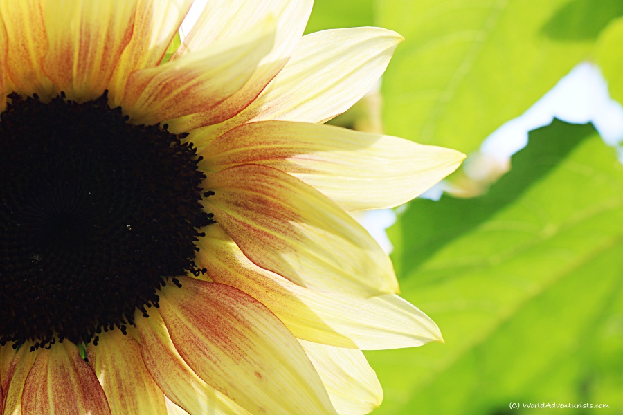 sunflowers011