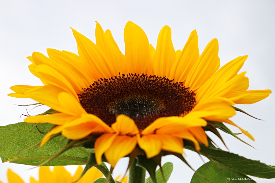 sunflowers021