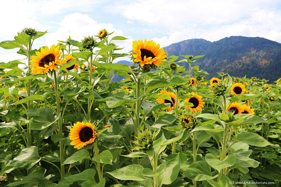 sunflowers023