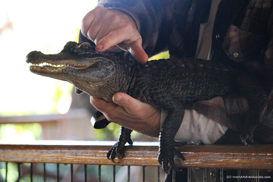 Gator in Everglades National Park
