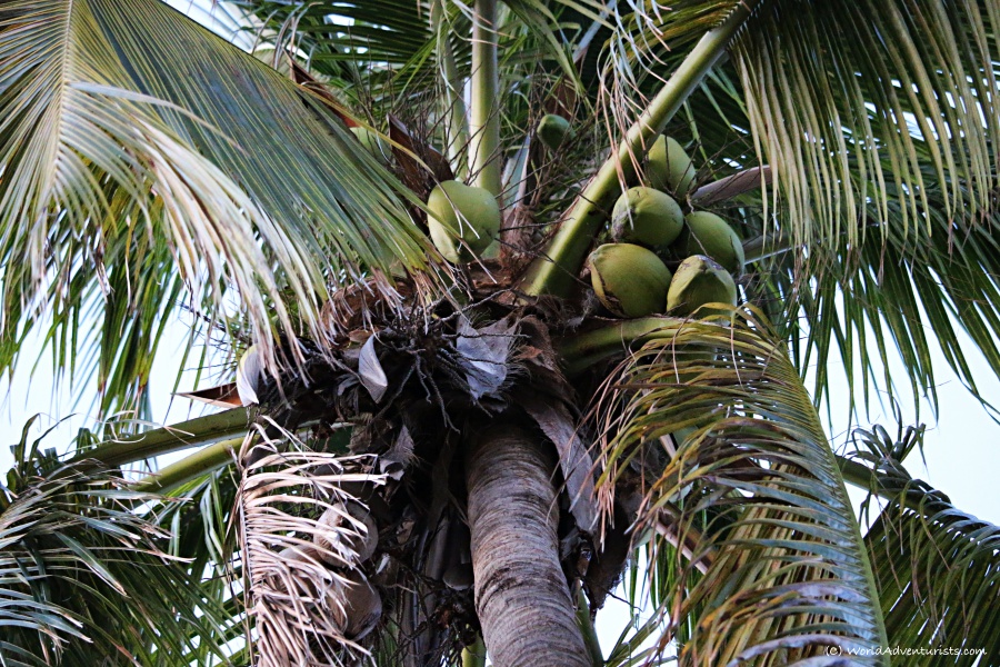 Miami beach palm tree