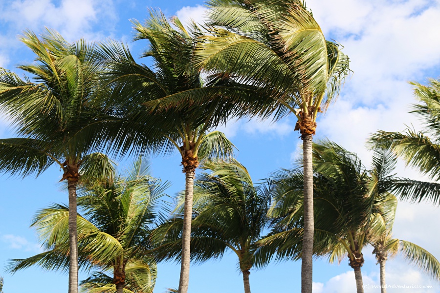 South Beach Miami Palm trees