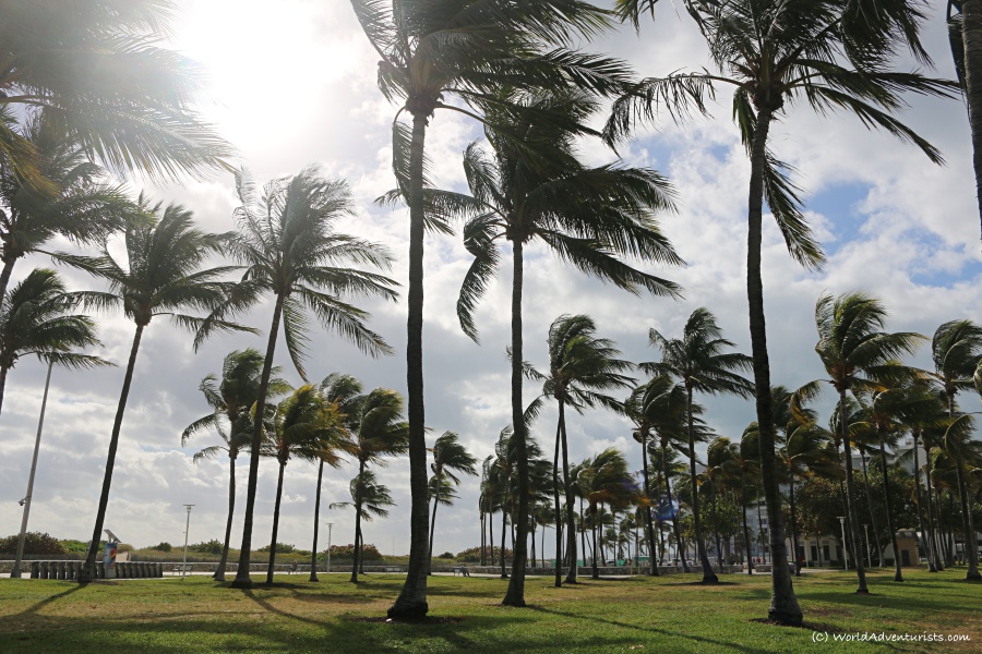 South Beach Miami palm trees