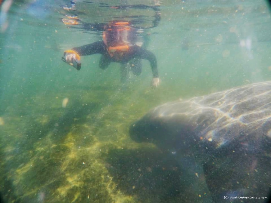 Swimming with Manatees In Spring-Fed King's Bay Wildlife Refuge 