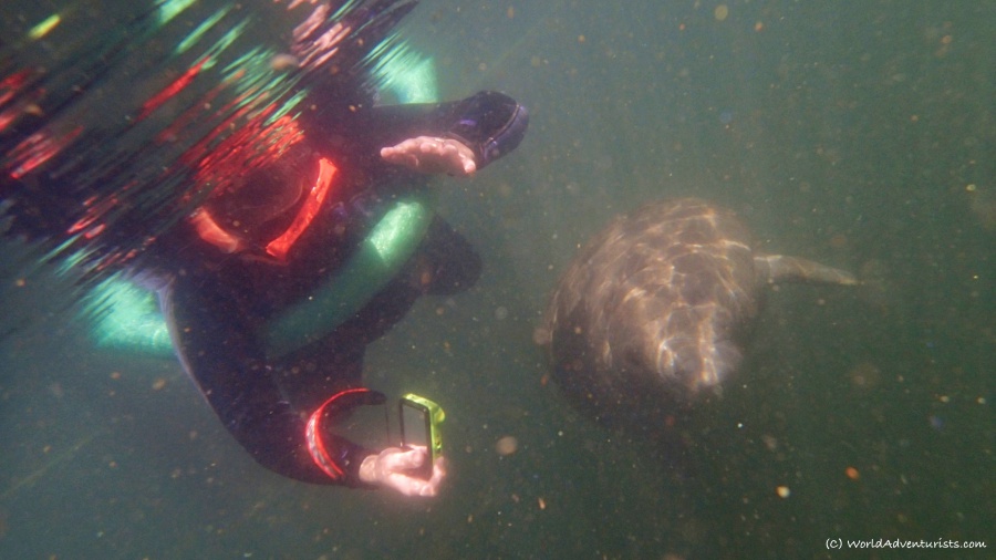 Swimming with Manatees In Spring-Fed King's Bay Wildlife Refuge 