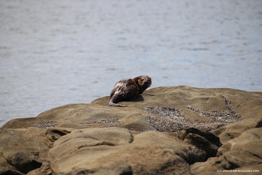 Sea Otter at Georgina Point Heritage Park and Lighthouse