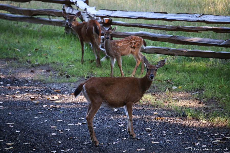 Deer on Mayne Island