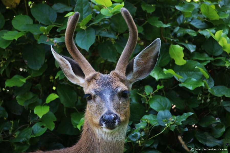 Deer on Mayne Island