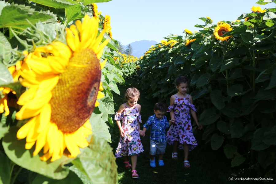 Kids walking through a sunflower field