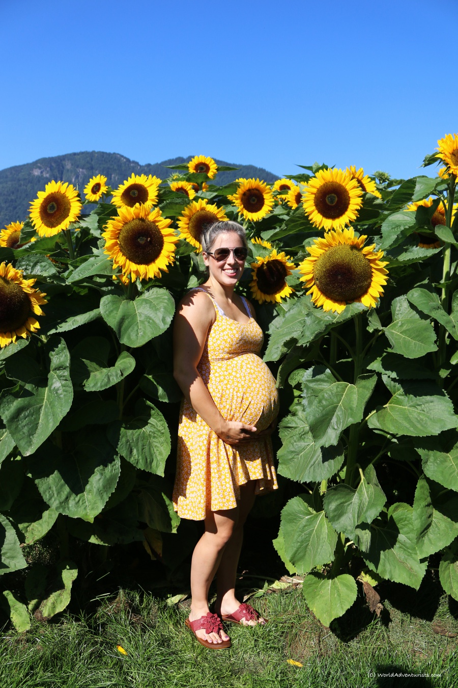 Pregnant lady standing in the sunflower field