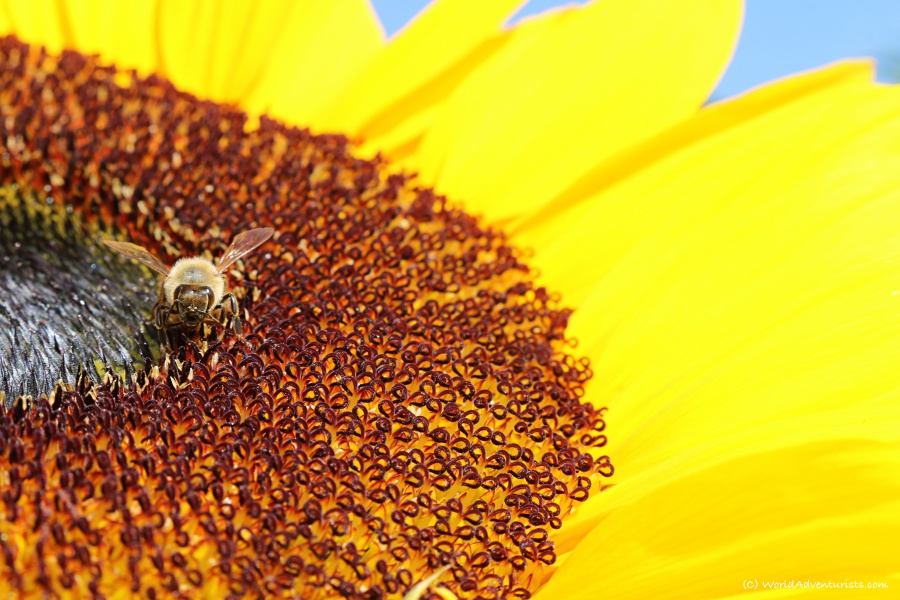 A close-up of a bee on a sunflower