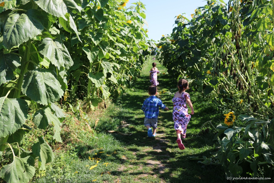 Kids running through the sunflower field