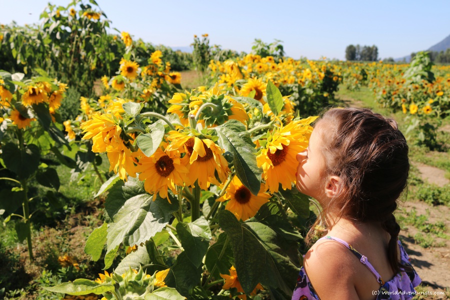 Girl smelling the sunflowers