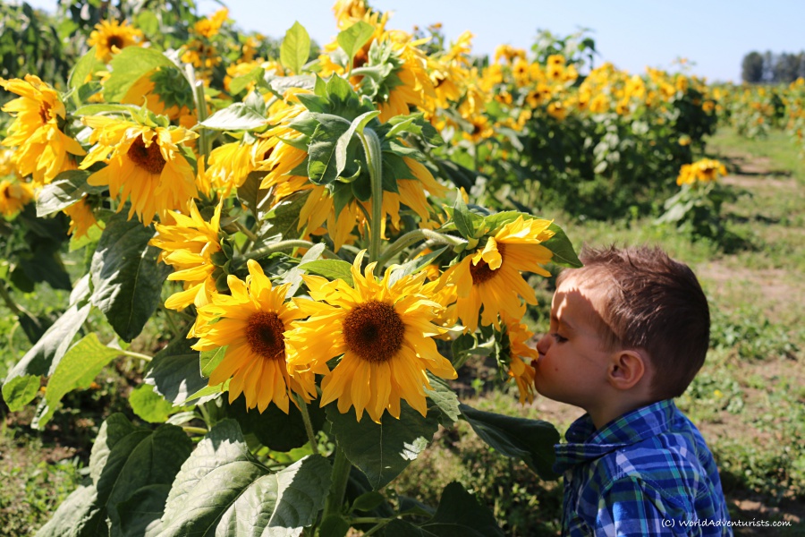 Boy smelling the sunflowers