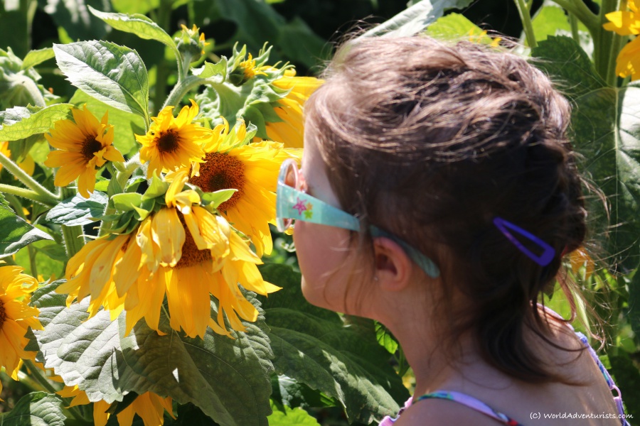 Girl smelling the sunflower
