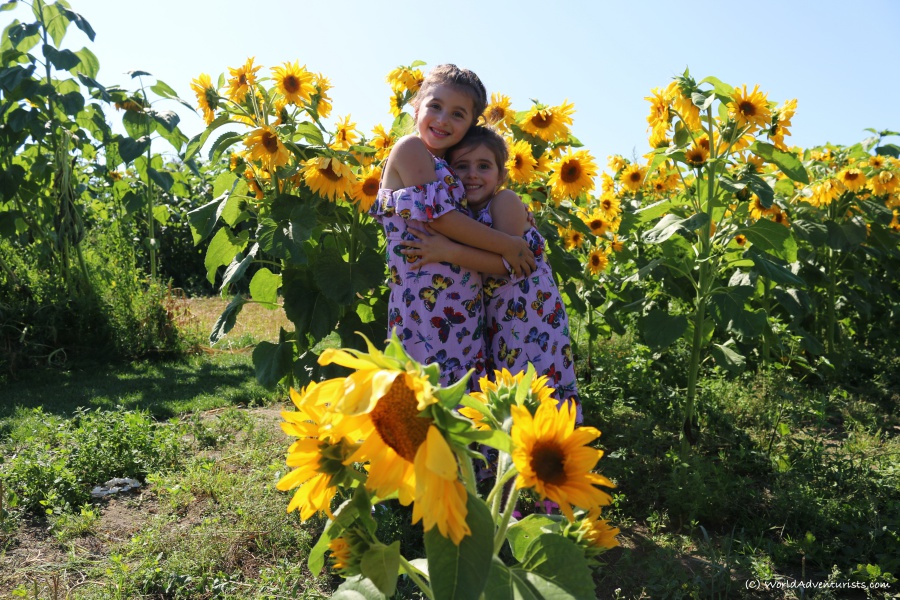 Sisters hugging in the sunflowers