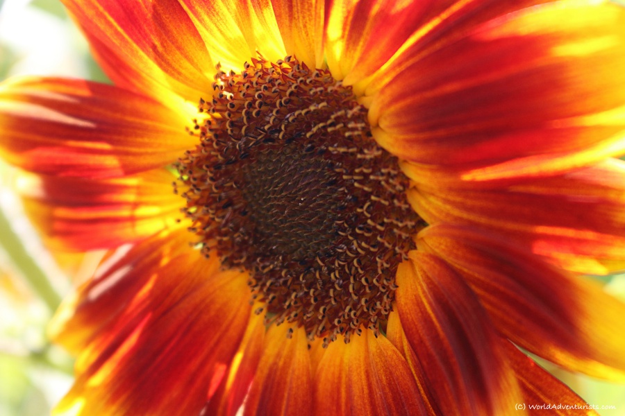 Close-up of a red sunflower
