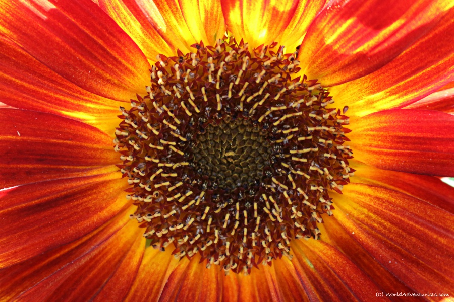 Close up of a red sunflower