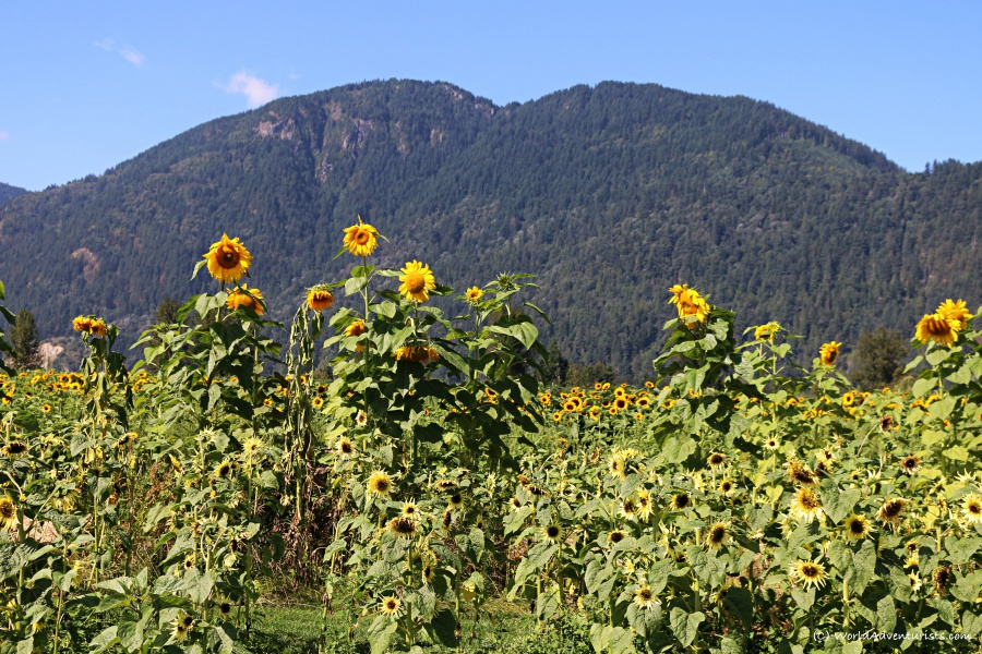 A sunflower field and mountains