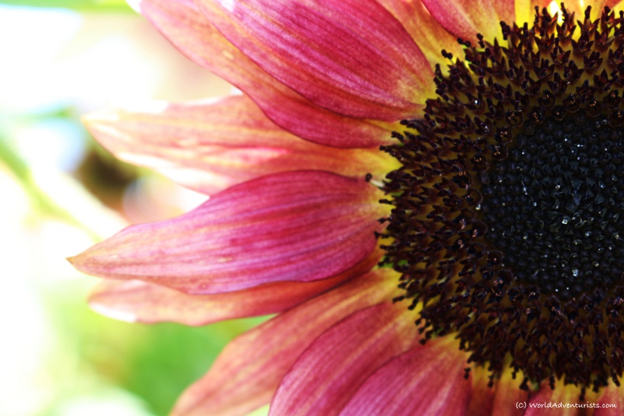 Close-up of a pink sunflower