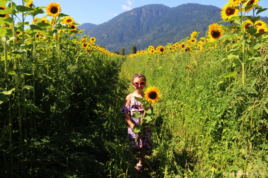 Little girl smiling in a sunflower field 