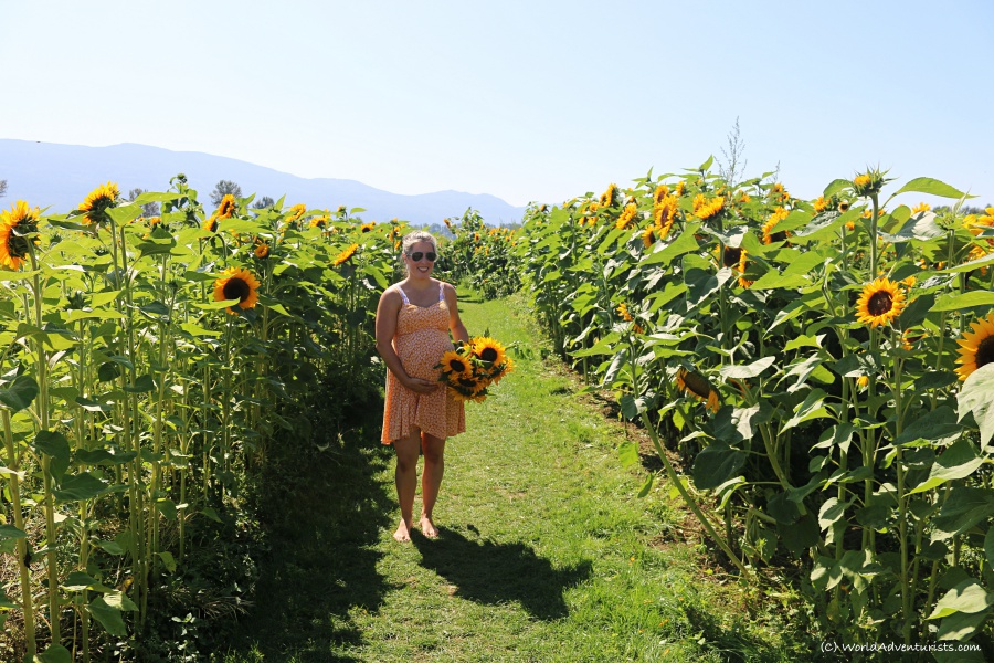 Pregnant lady holding sunflowers in a sunflower field