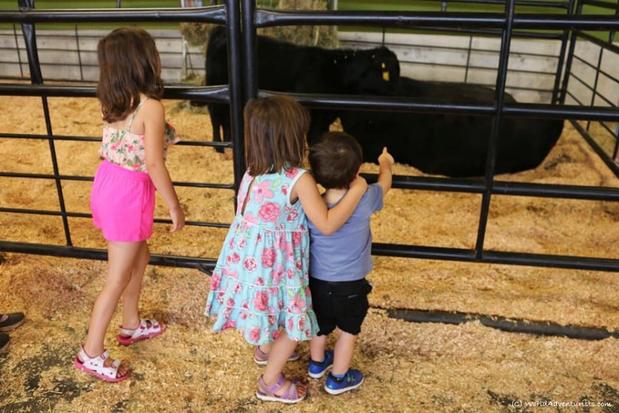 Kids admiring animal at the PNE