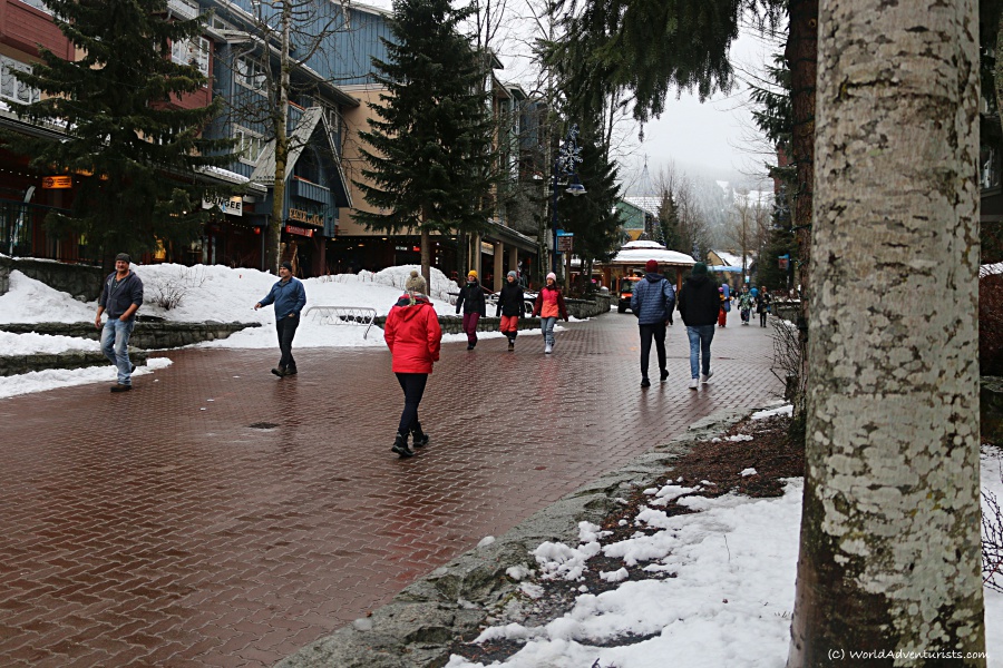 Wandering Whistler in the snow