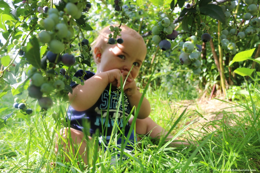 Baby blueberry picking