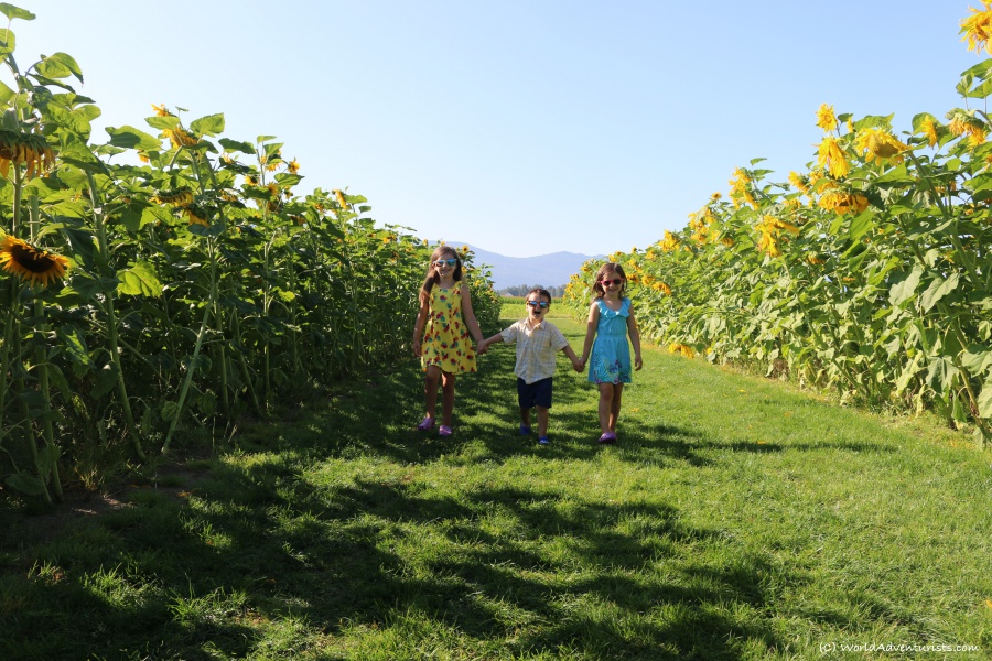 Happy kids at the Sunflower Festival in Chilliwack, BC 