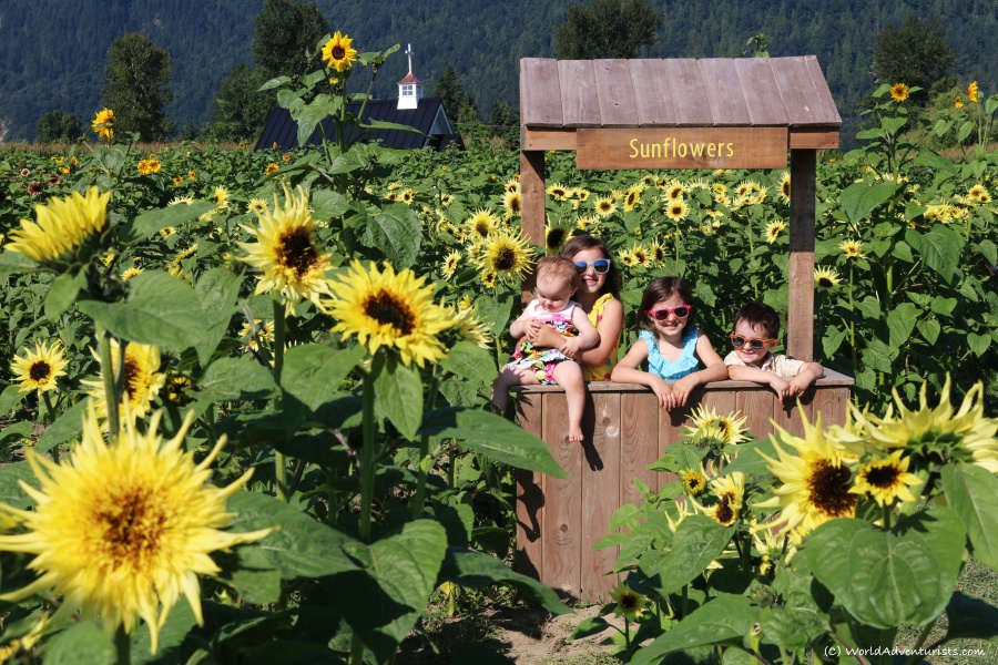 Kids smiling and posing at the Sunflower Festival in Chilliwack, BC 