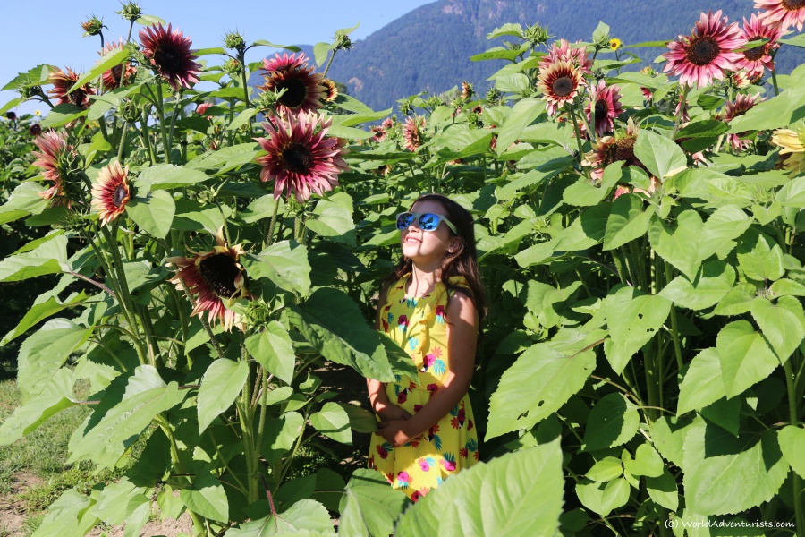 Young girl in sunflowers at the Sunflower Festival in Chilliwack, BC 
