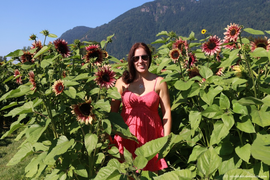 Adult lady in the sunflowers at the Sunflower Festival in Chilliwack, BC 