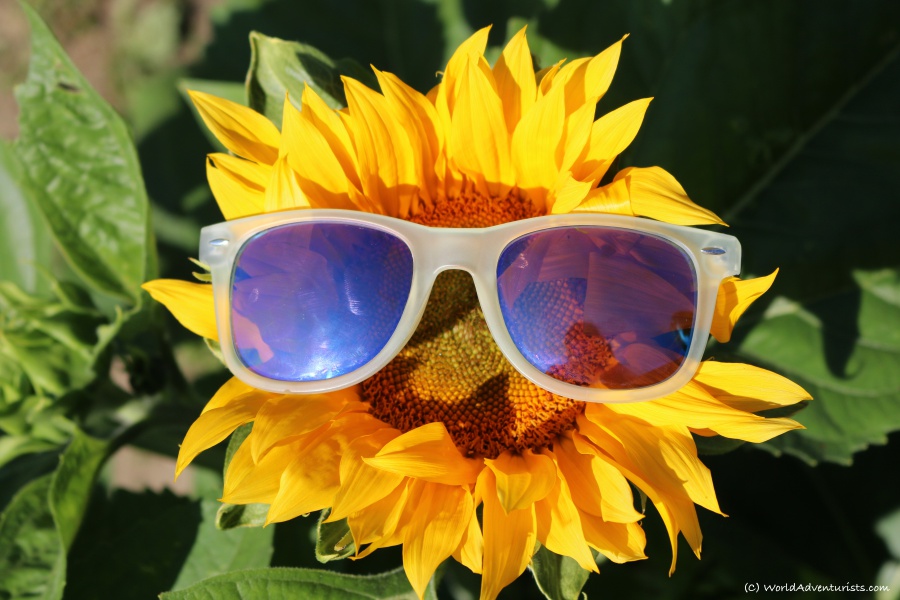 Sunflower wearing sunglasses at the Sunflower Festival in Chilliwack, BC 