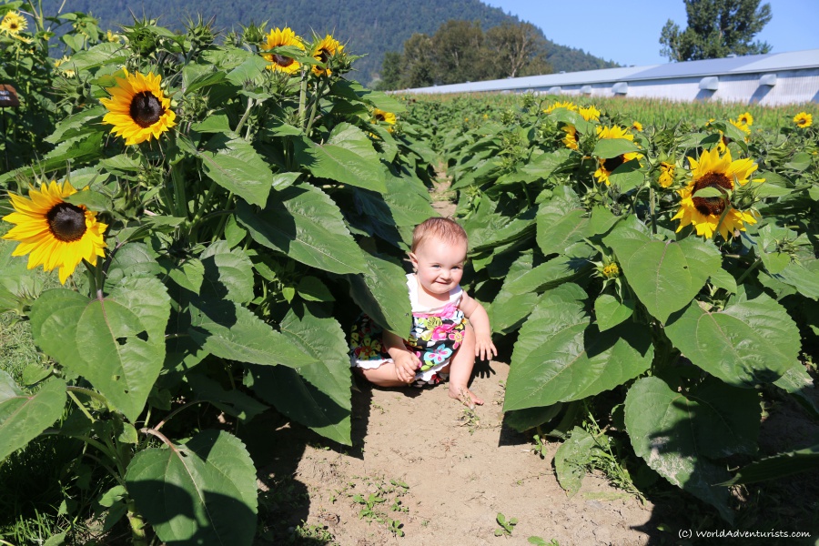 Baby in the sunflowers at the Sunflower Festival in Chilliwack, BC 