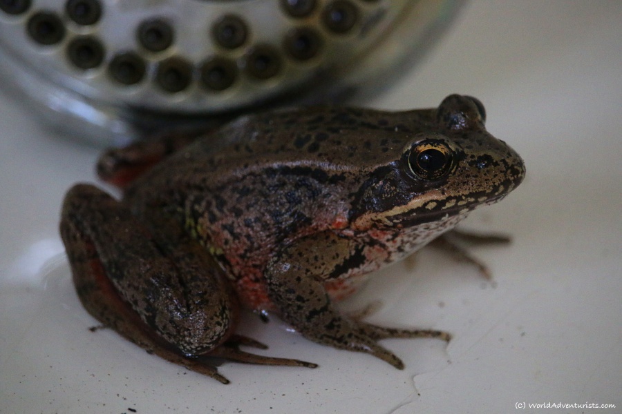 A red-legged frog in the outdoor shower