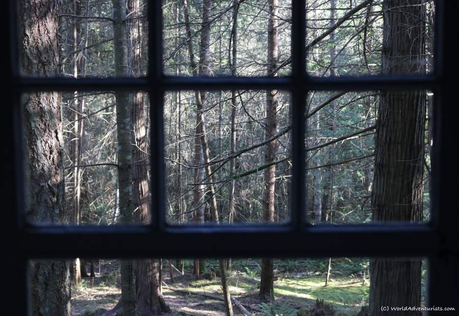View out the window at a rustic cabin in the woods on Galiano Island 