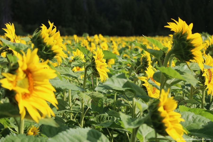 Sunflowers at the Pemberton sunflower maze 