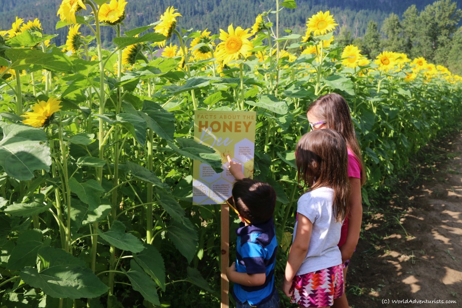 Kids at the Pemberton sunflower maze 