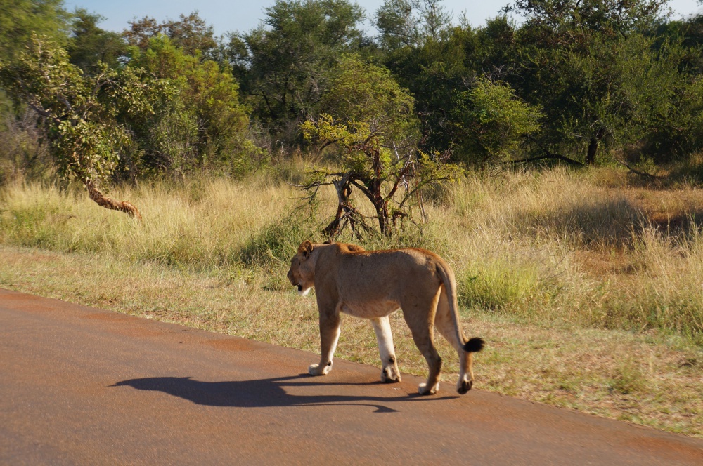 Incredible safari moments