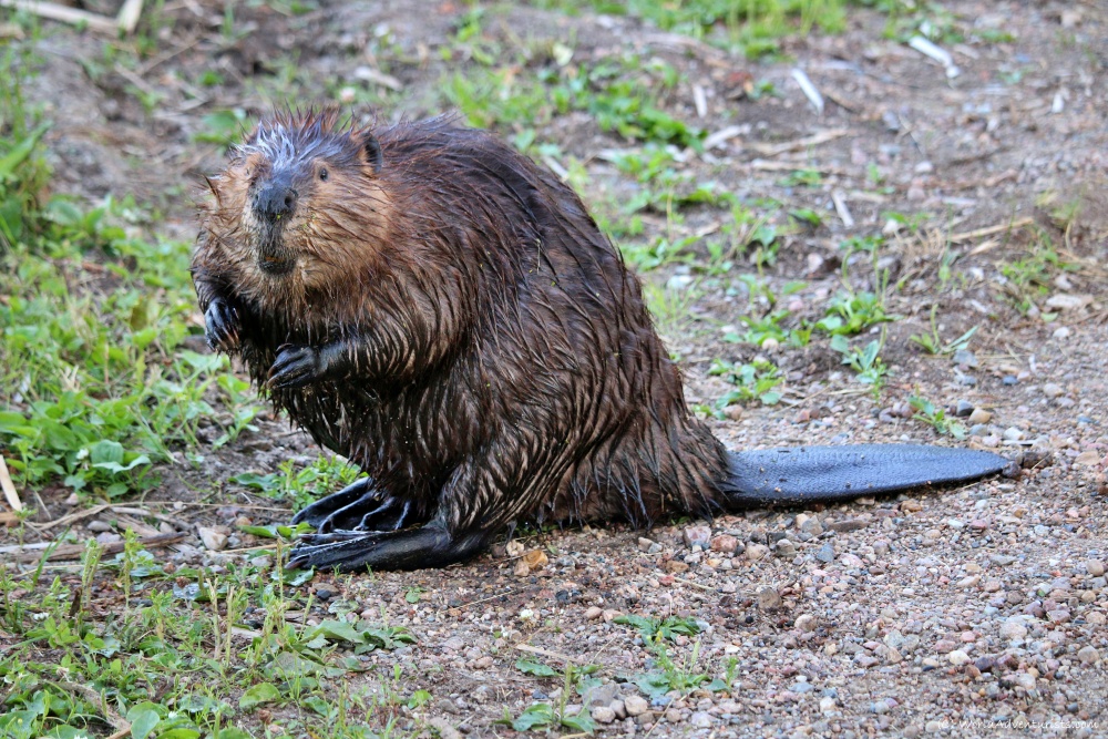 Beaver wildlife encounter