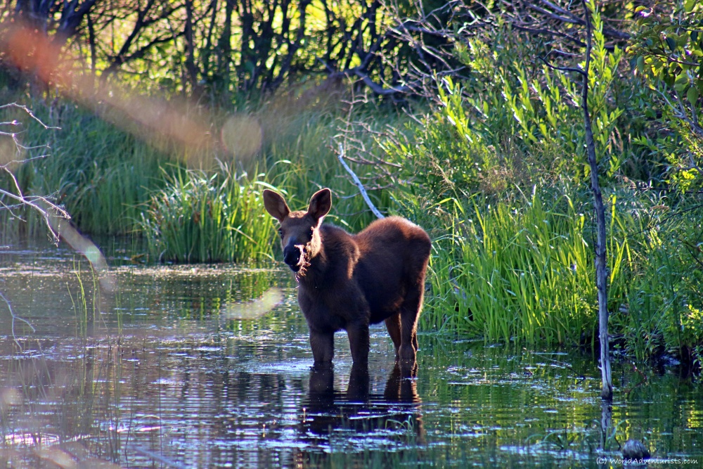 Moose calf wildlife encounter