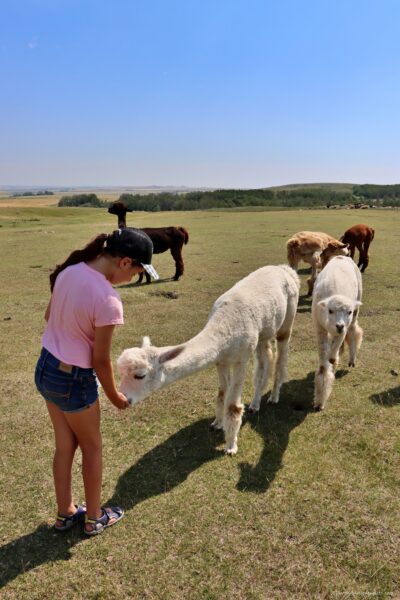kirks alpaca farm